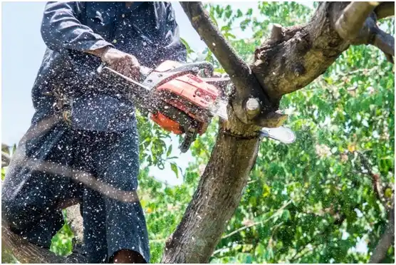 tree services Apache